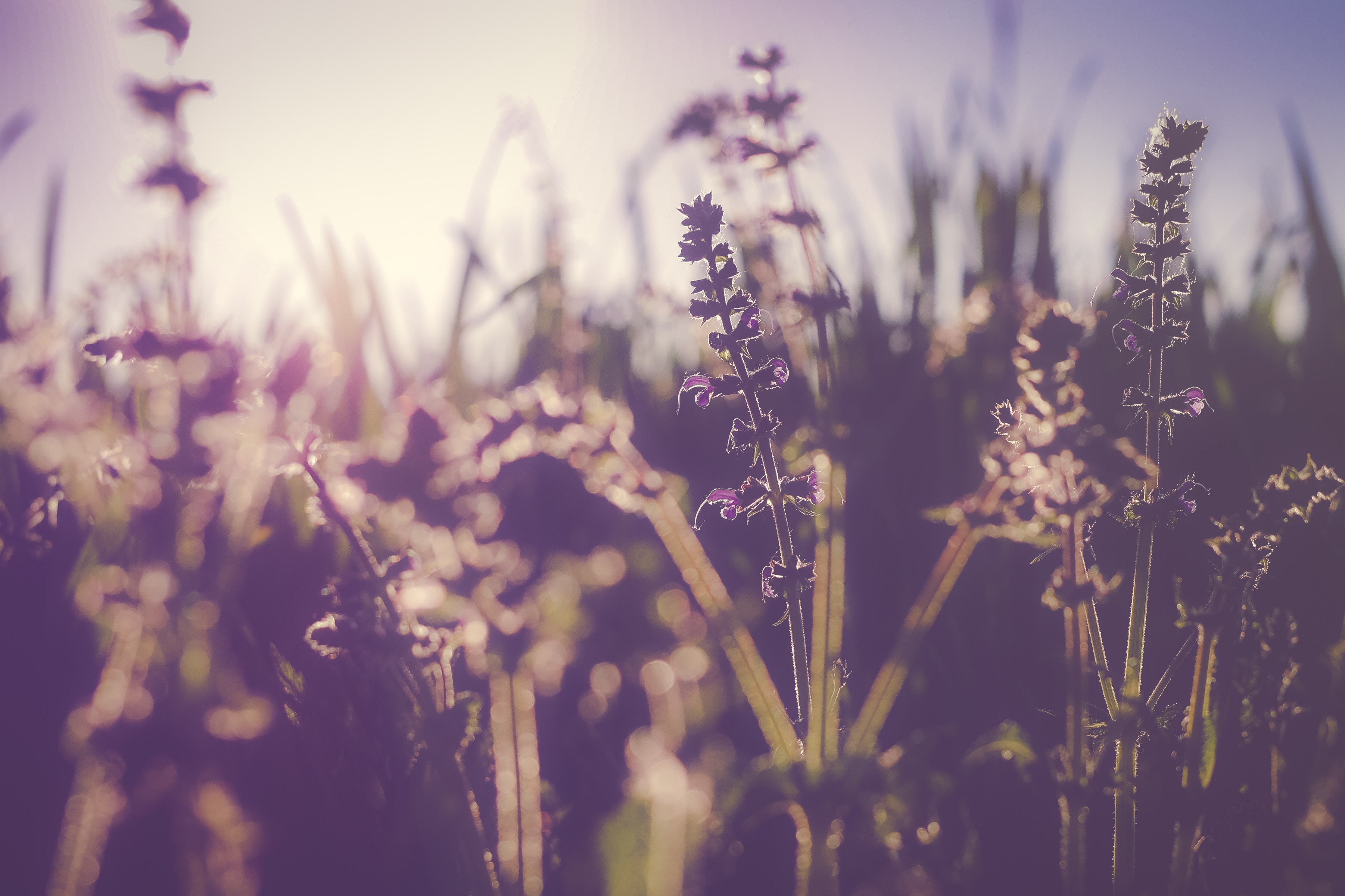 a-fox-102308-unsplash